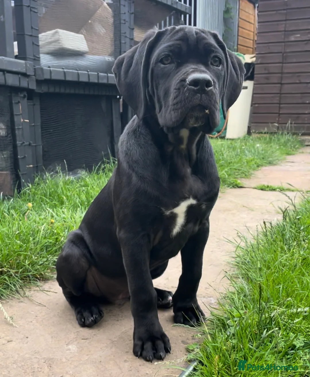 Cane Corso dogs for sale: Cane Corso Female Puppy, Grand Champion Bloodline - Advert 2