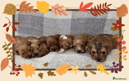 Cockapoo dogs for sale: Quality F1 Cockapoos  - Image 1