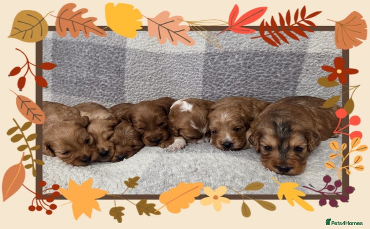 Cockapoo dogs - Advert 1