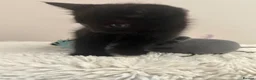 British Longhair cats for sale: Kittens - Advert 9