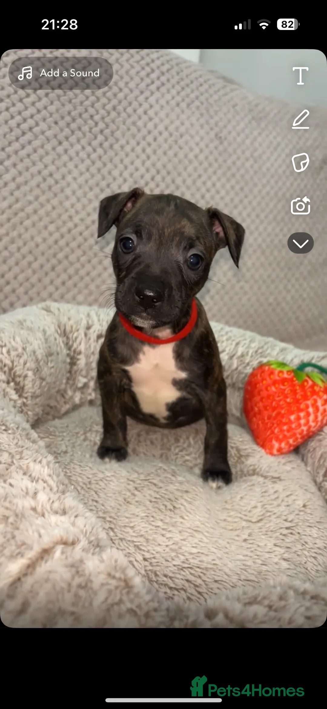 Mixed Breed dogs for sale: French bulldog mix  - Advert 2