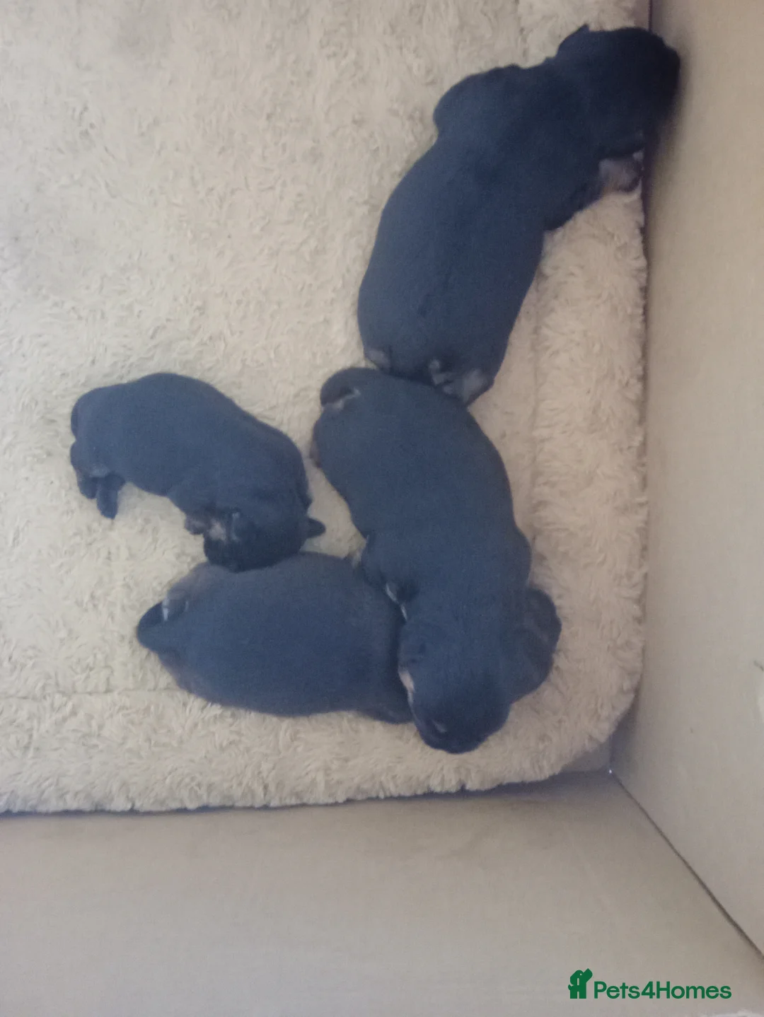 Border Terrier dogs for sale: Border Terrier puppies for sale - Advert 2