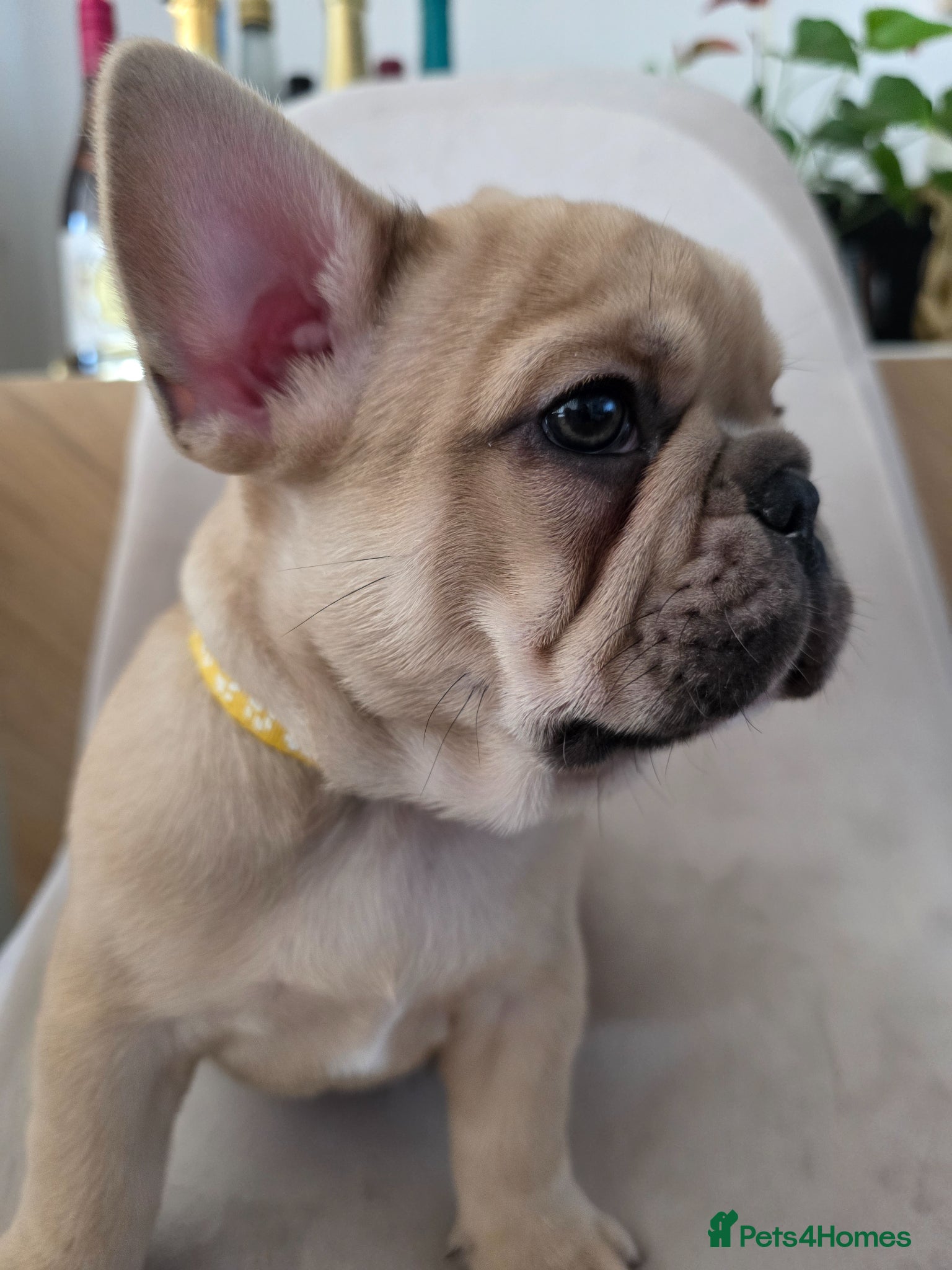 French Bulldog dogs for sale: 🐶 Puppies Ready for Their Forever Homes  - Advert 13