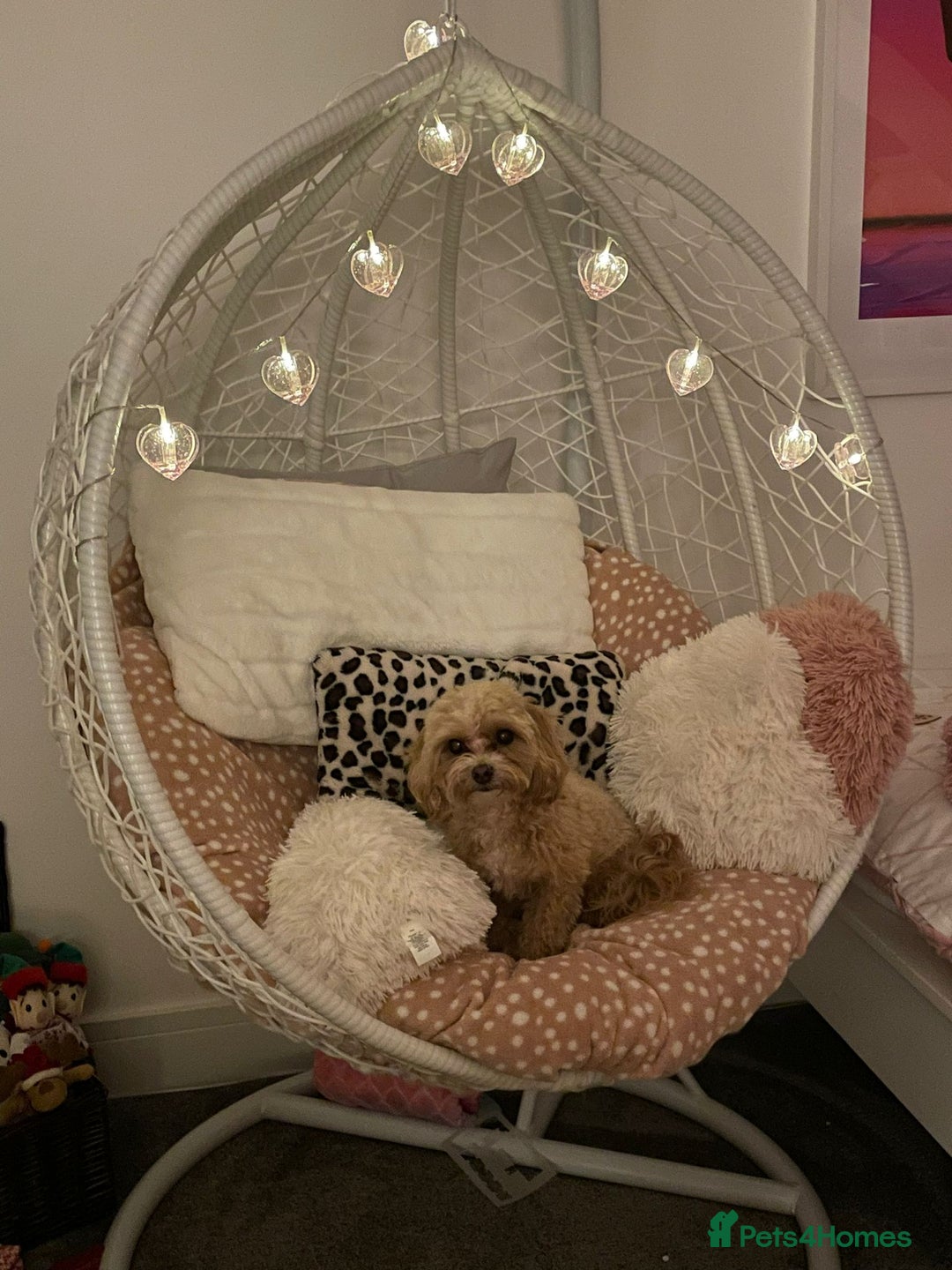 Maltipoo dogs for sale: 🩷 1 Baby Girl Available  - Advert 39