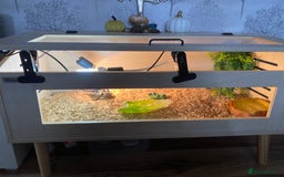 Hermann Tortoise reptiles for sale: Herman’s Tortoise  - Image 4