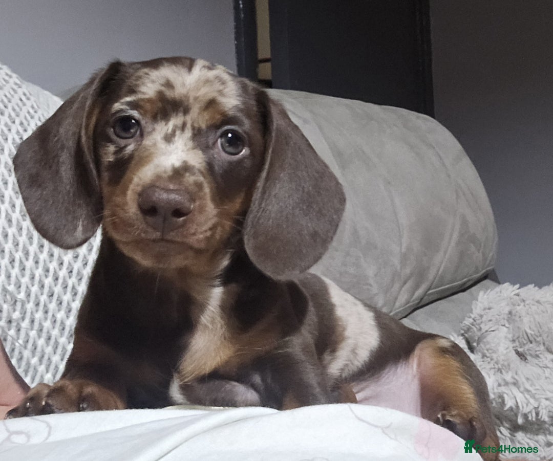 Miniature Dachshund dogs for sale: Miniature Dachshund 1 female left  - Image 5