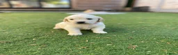 Golden Retriever dogs for sale: ⭐ KC Registered Golden Retriever Puppies ⭐️  - Advert 3