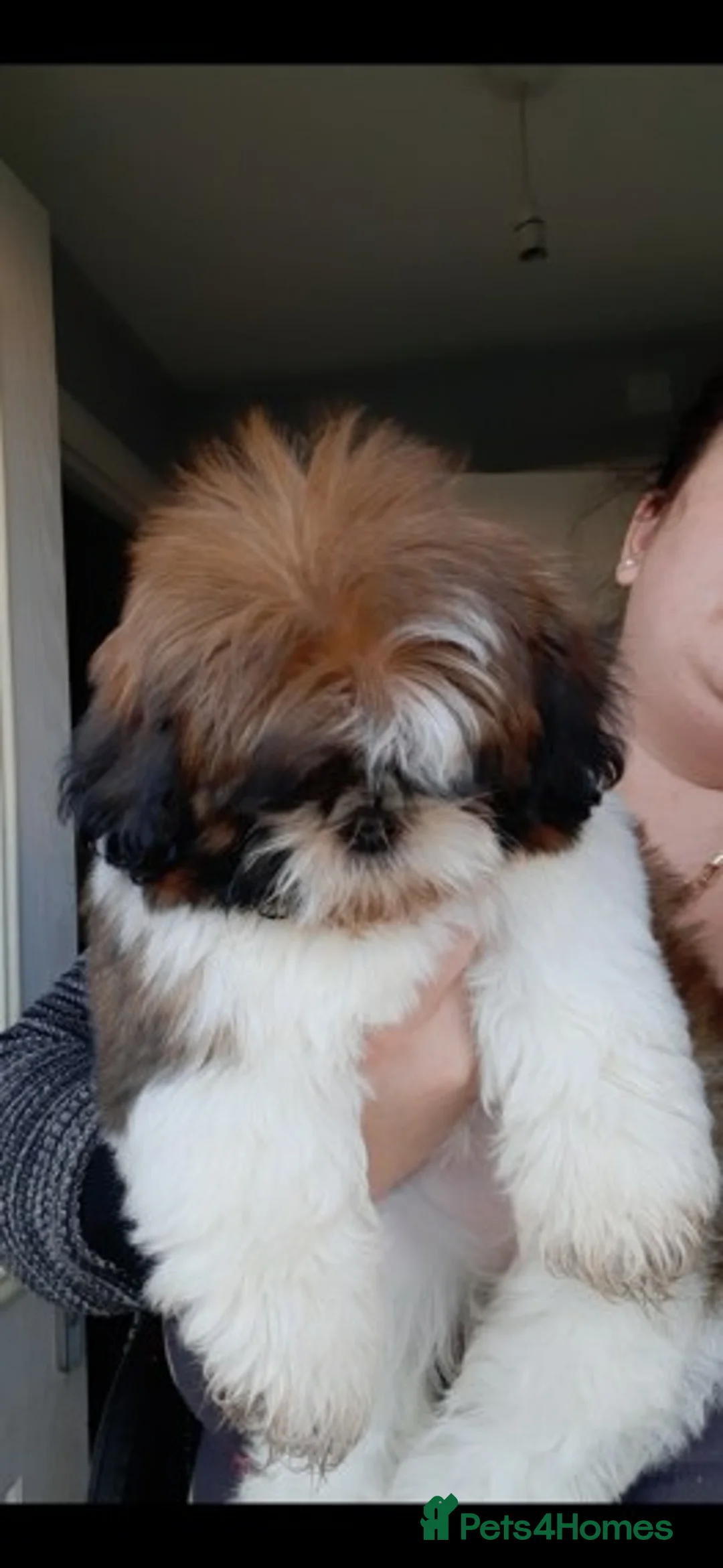 Shih Tzu dogs for stud: Handsome experienced KC registered stud dog in Cullompton - Advert 9