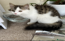 Persian cats for sale: Adorable Persian Boys - Image 4