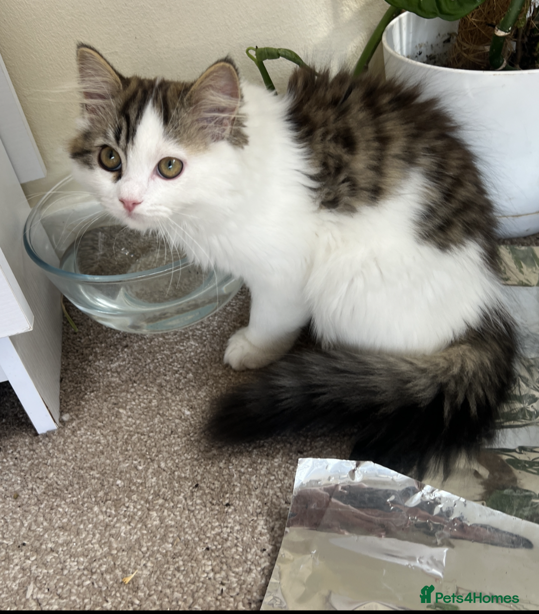 Persian cats for sale: Adorable Persian Boys - Image 4