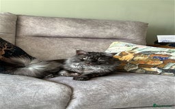 Maine Coon cats for sale: 4 LEFT! Tica registered non active mainecoons - Image 24