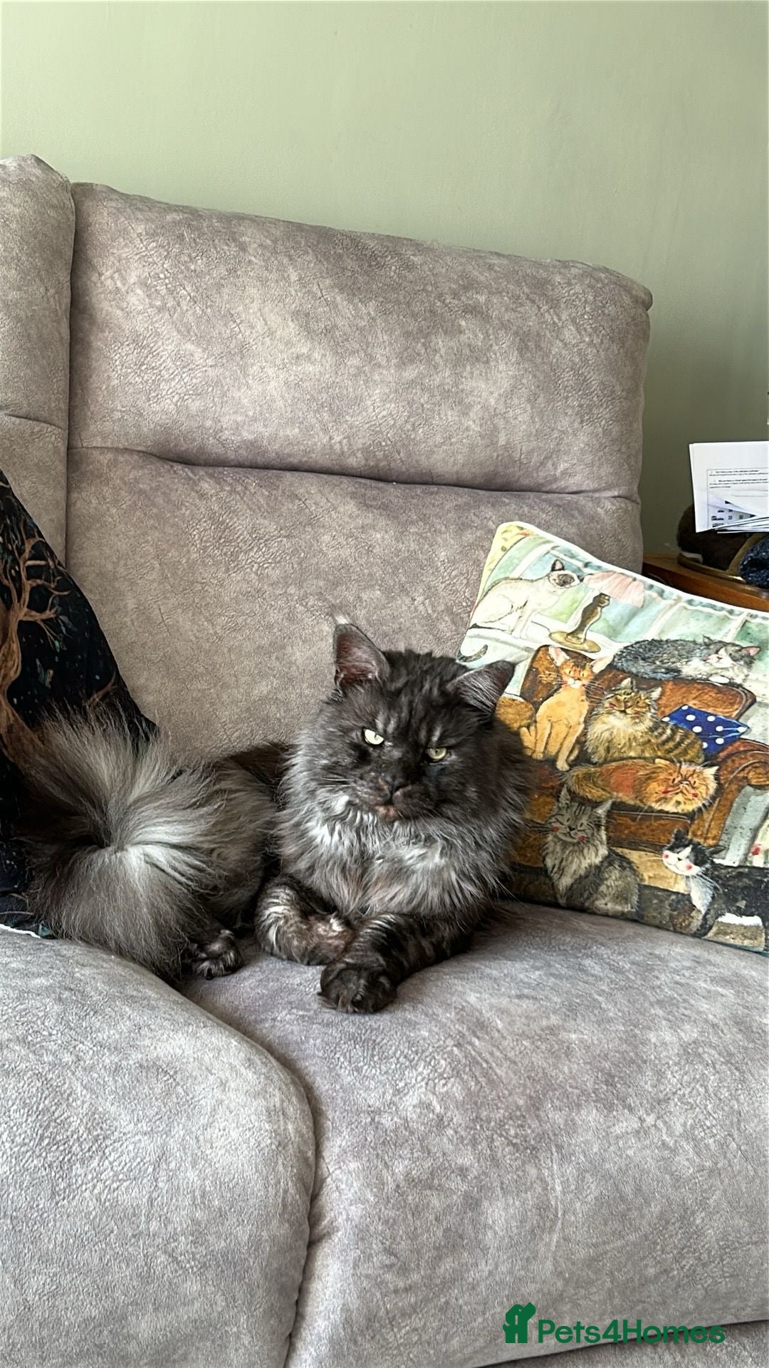 Maine Coon cats for sale: 4 LEFT! Tica registered non active mainecoons - Image 24