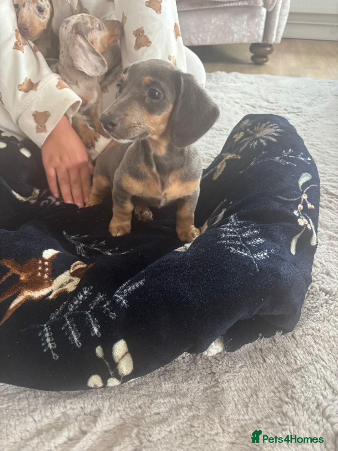 Miniature Dachshund dogs for sale: Miniature issabella dapple dachshund pups  - Image 4