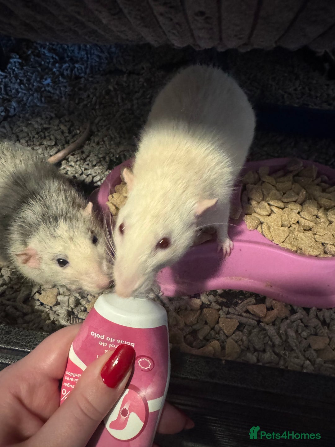 Rat rodents for sale: 2 adult rats for rehoming — experienced owners - Advert 2