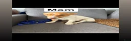 Jack Russell dogs for sale: Jack Russel pups  - Advert 2