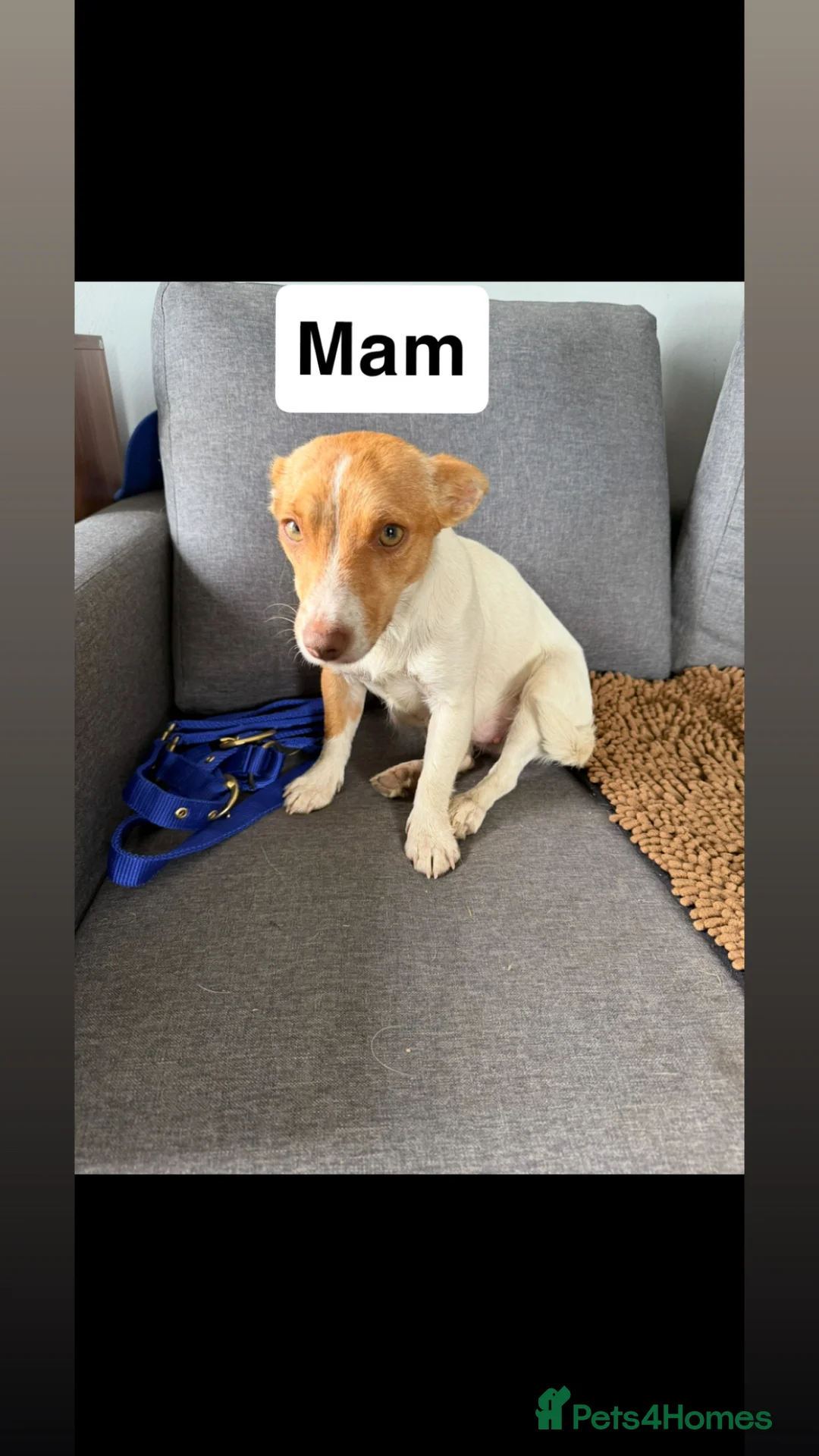 Jack Russell dogs for sale: Jack Russel pups  - Advert 2