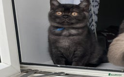 British Shorthair cats for sale: 🔥 READY NOW BRITISH SHORTHAIR KITTENS   - Image 10
