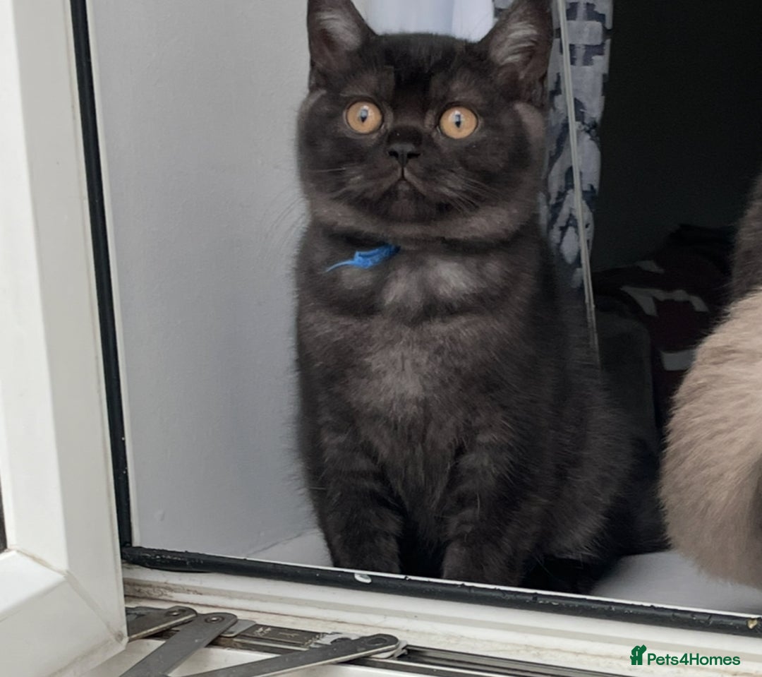 British Shorthair cats for sale: 🔥 READY NOW BRITISH SHORTHAIR KITTENS   - Image 10