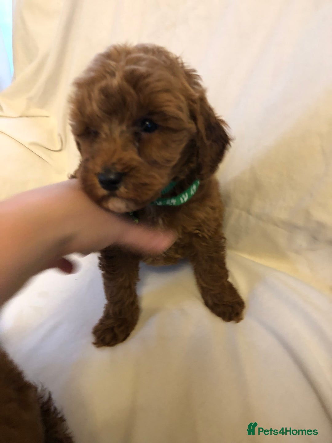 Cockapoo dogs for sale: Cockapoos - Advert 21