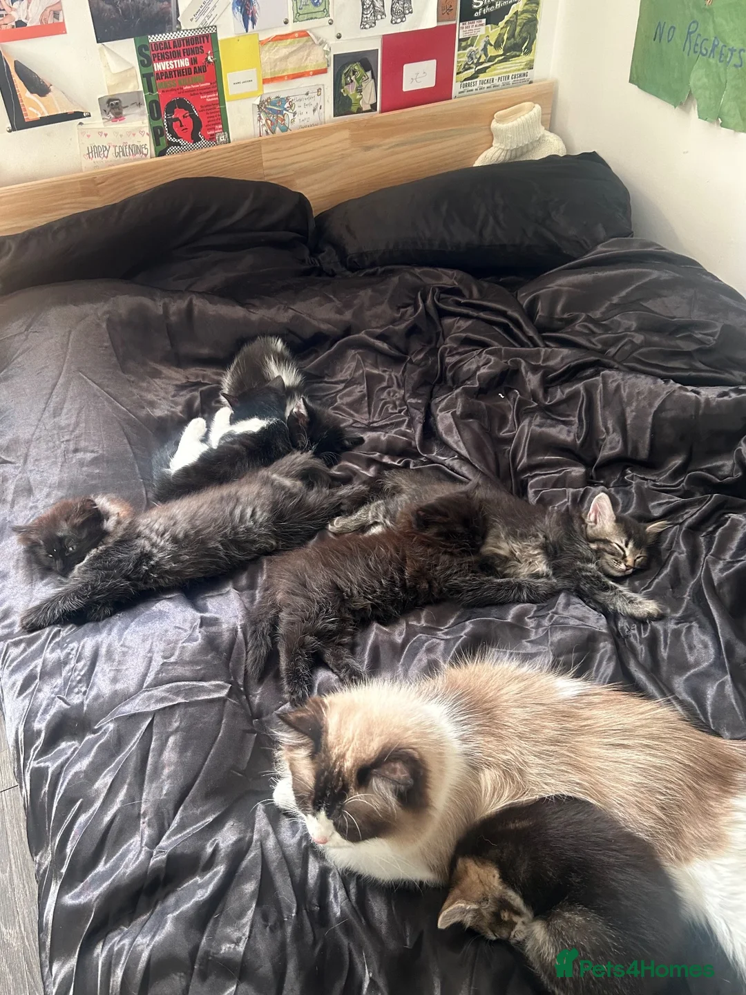 Ragdoll cats for sale: Kittens (Ragdoll and Tabby mix) - Advert 2