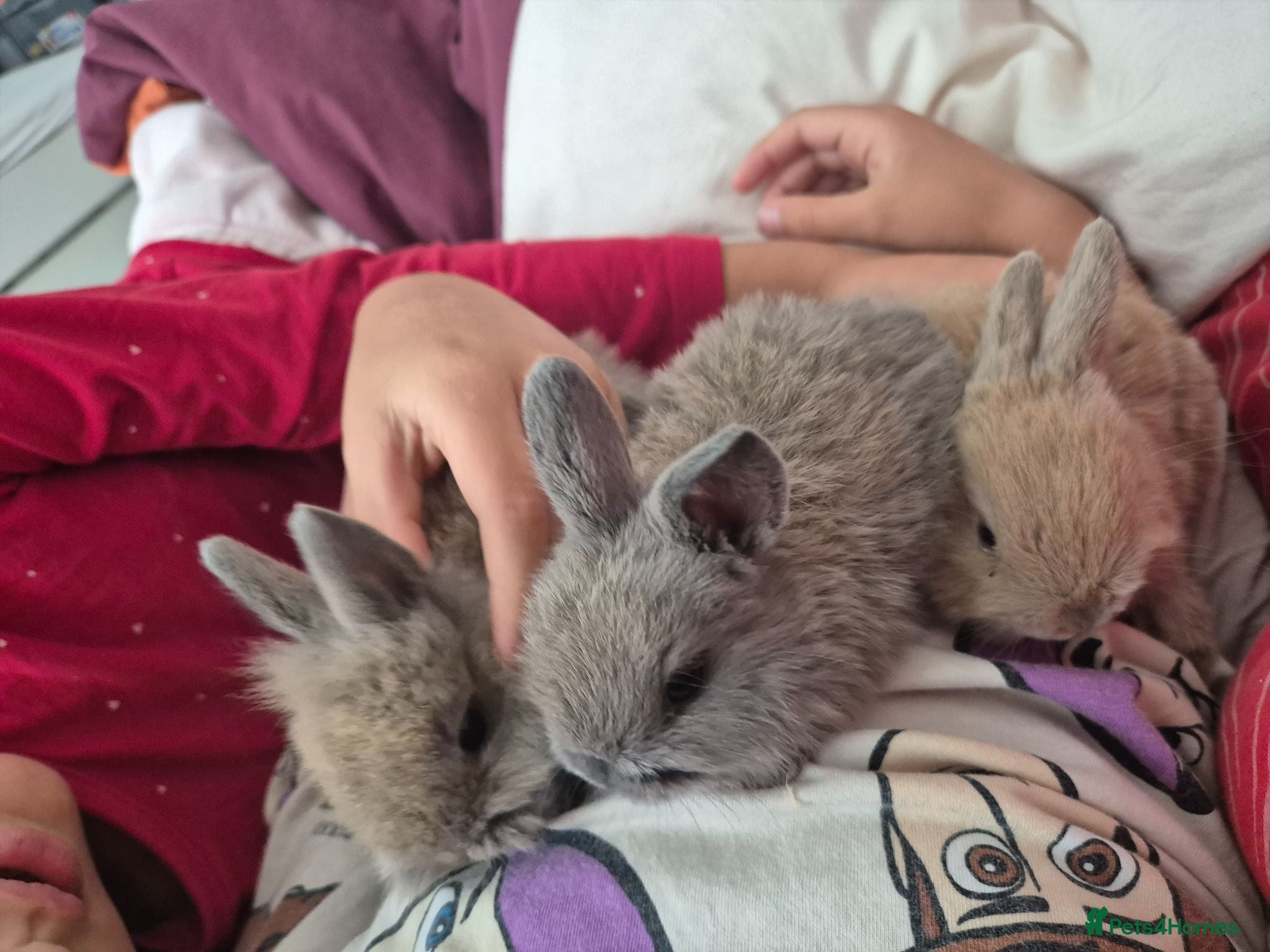 Mixed Breed rabbits Rabbits león had  - Advert 1