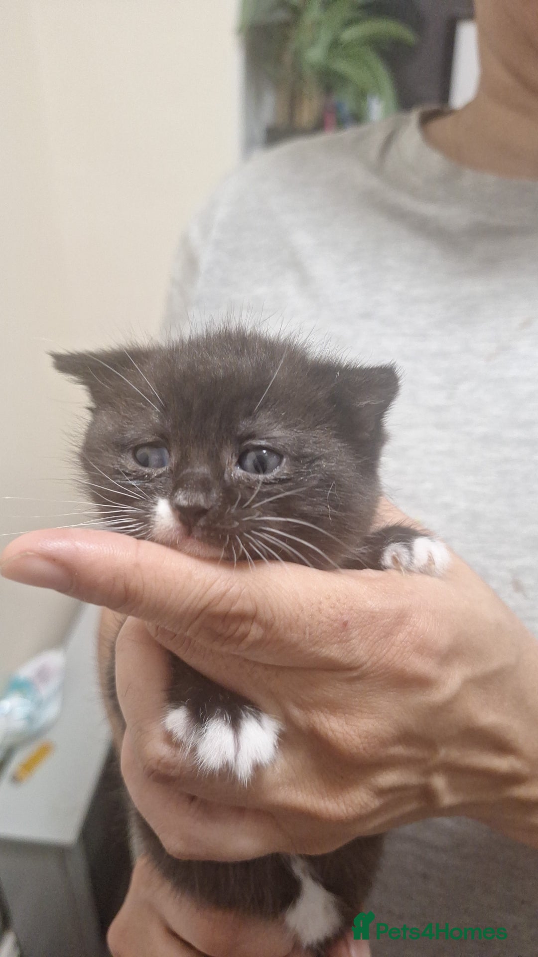 Mixed Breed cats for sale: 3 gorgeous kittens 😸 half Scottish fold. - Advert 5