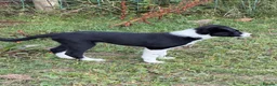 Border Collie dogs for sale: Working Collies - Advert 9