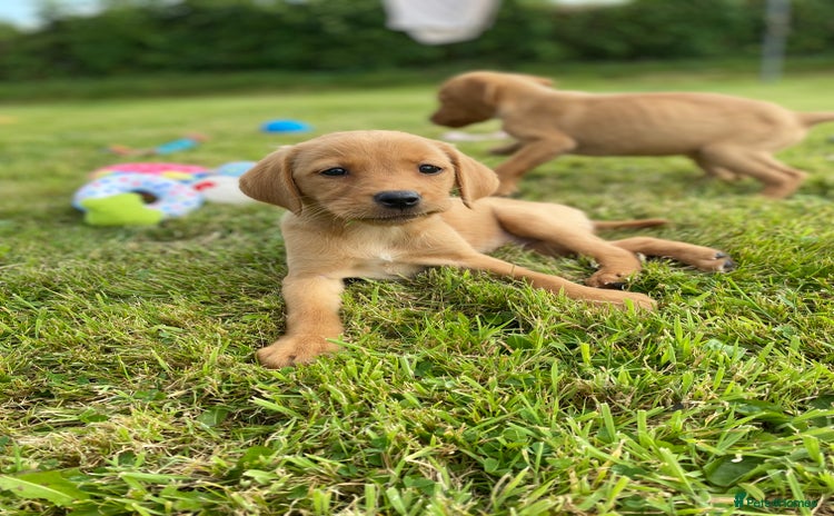 Labrador Retriever dogs - Advert 12
