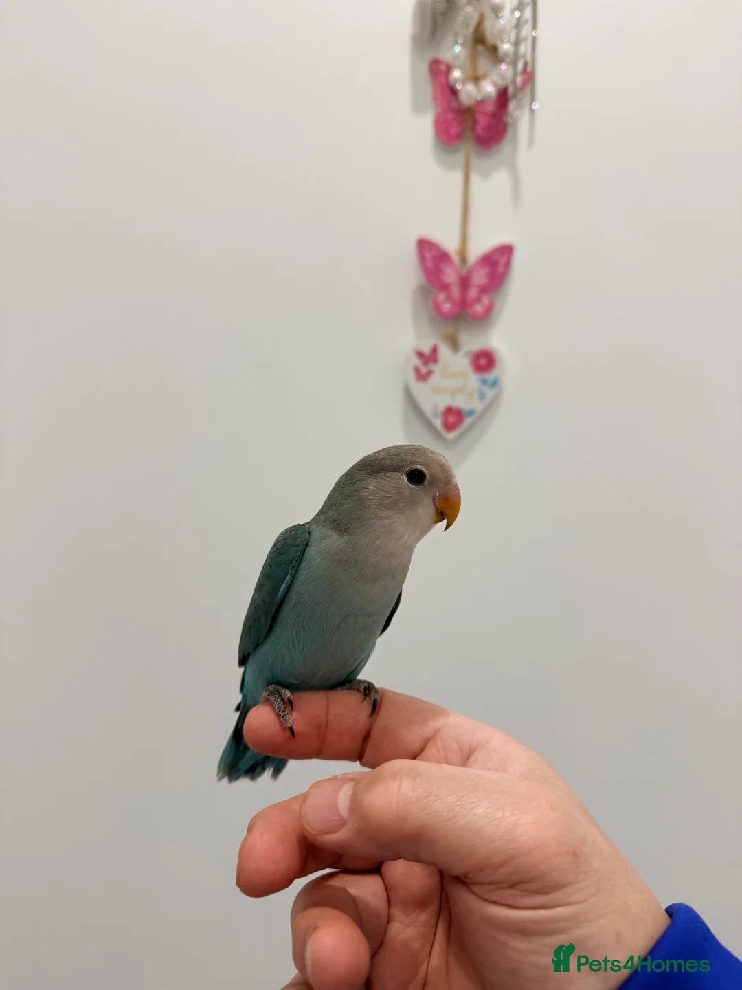 Lovebirds birds for sale: BEAUTIFUL BABY LOVEBIRDS. TWO AVAILABLE TO CHOOSE  - Advert 3