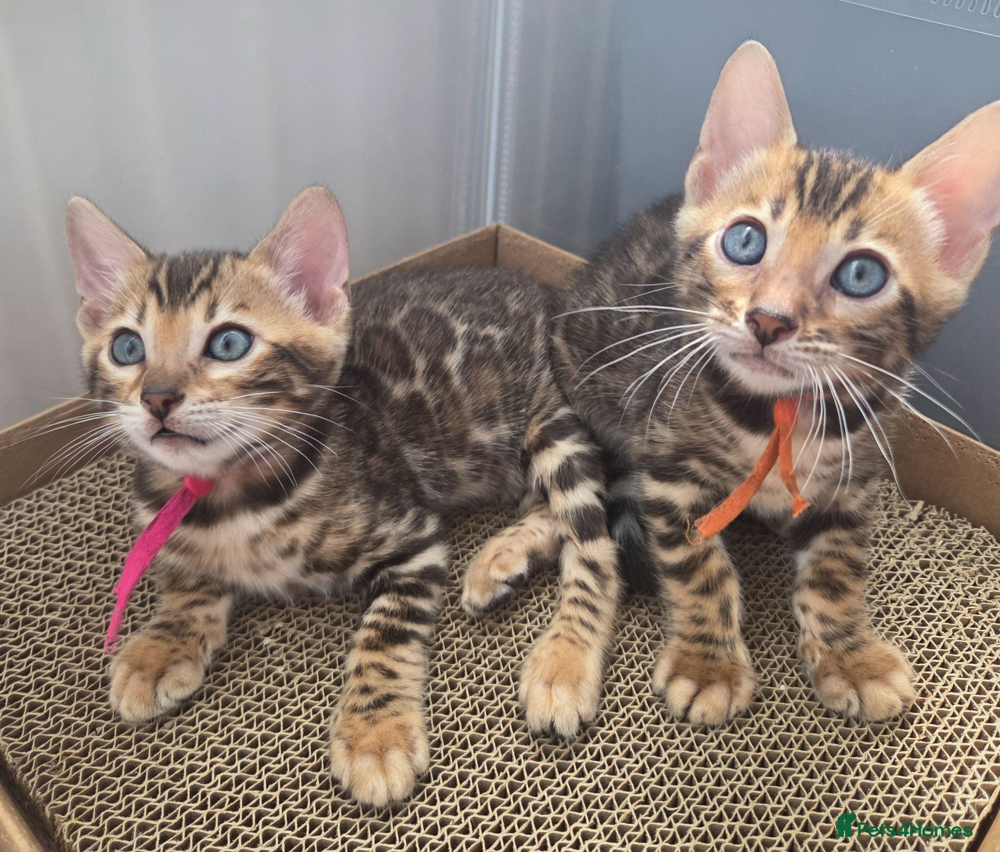 Bengal cats ⚜️Bengal kittens Tica registered ⚜️ - Advert 4