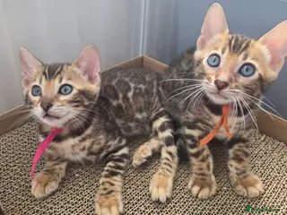 Bengal cats ⚜️Bengal kittens Tica registered ⚜️ - Advert 4