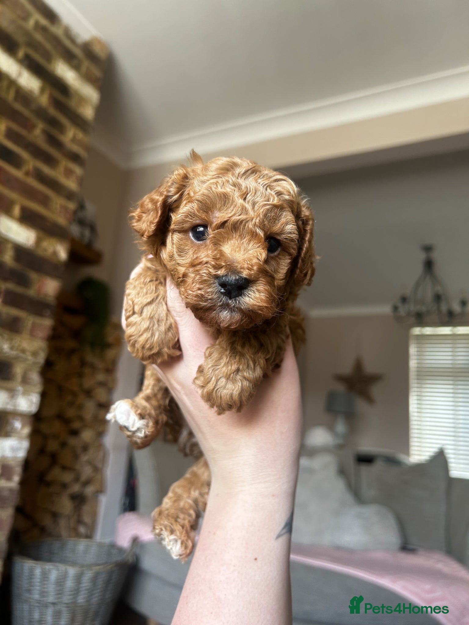 Maltipoo dogs Beautiful maltipoos ❤️ - Advert 1