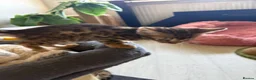 Bengal cats for sale: Pedigreed/registered bengal kittens - Advert 6