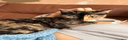 Domestic Shorthair cats for sale: Nova- 6 month old Female Kitten  - Advert 3