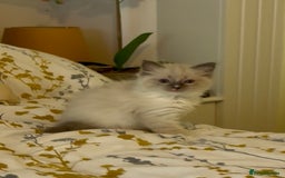 Ragdoll cats for sale: Stunning Ragdoll Males - Image 2