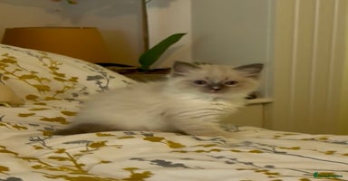 Ragdoll cats - Advert 5