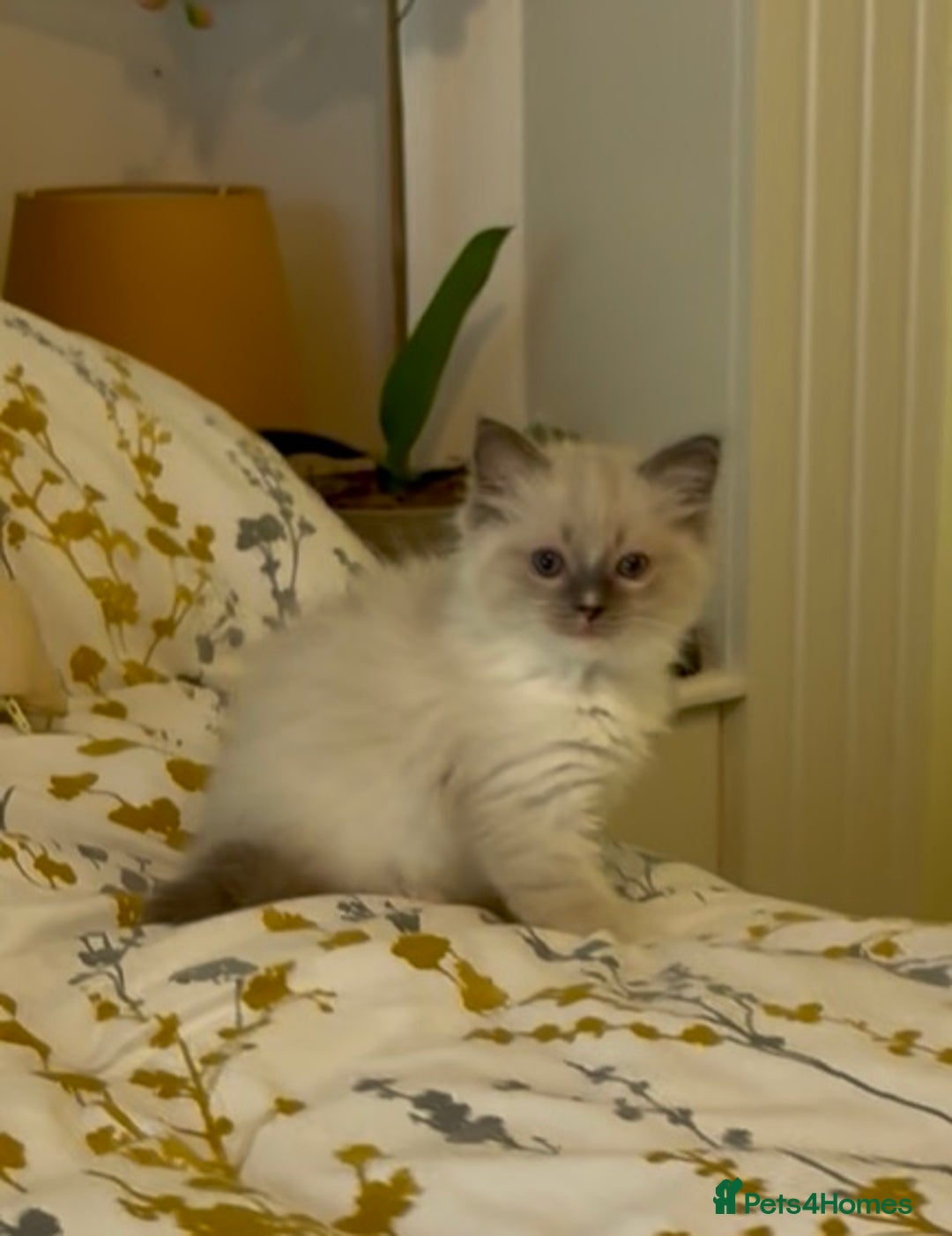 Ragdoll cats for sale: Stunning Ragdoll Males - Image 2