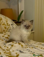 Ragdoll cats - Advert 6