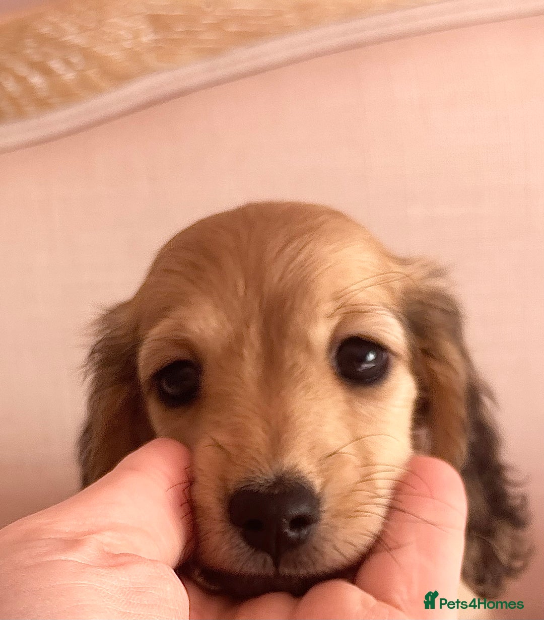 Miniature Dachshund dogs for sale: KC 🐶 Miniature Long Haired Cream Dachshund 🐶  - Advert 6