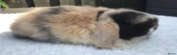 Mini Lop rabbits for sale: Mini lop doe - Advert 7