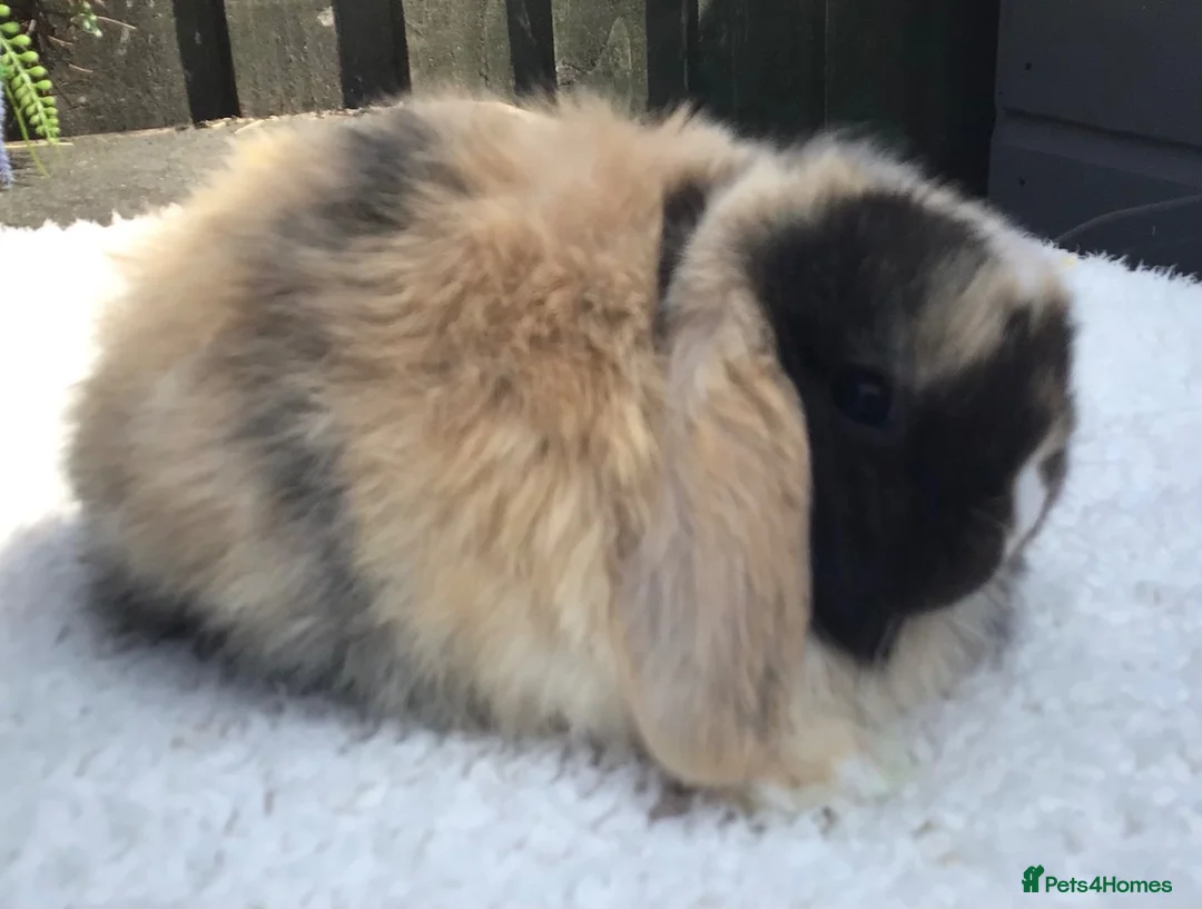 Mini Lop rabbits for sale: Mini lop doe - Advert 7