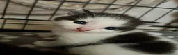 Mixed Breed cats for sale: Queen's 3 little biscuits  - Advert 23
