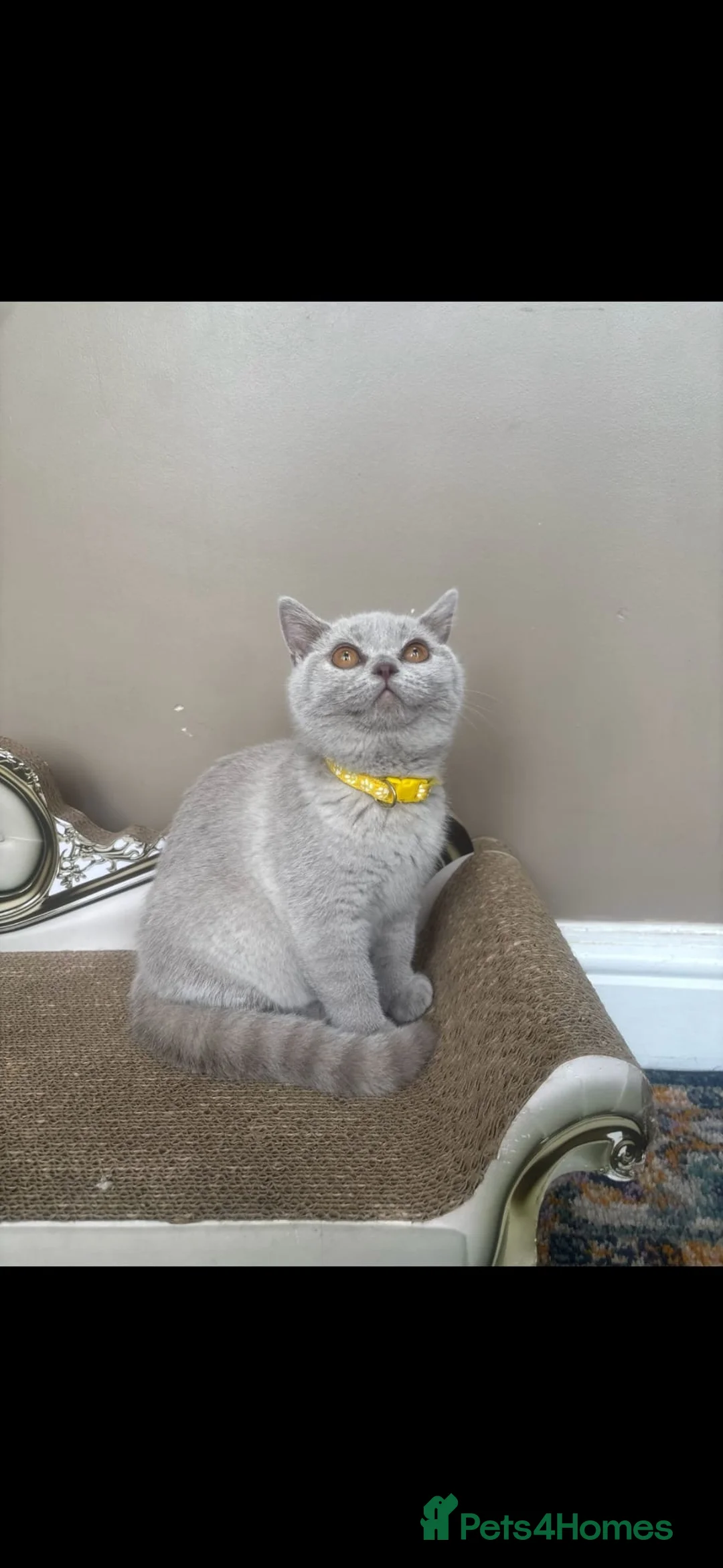 British Shorthair cats for sale: 2 British shorthair kittens  - Advert 9