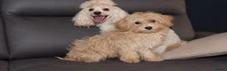 Maltipoo dogs for sale:  Beautiful Toy Maltipoo Girl F1 - Advert 5