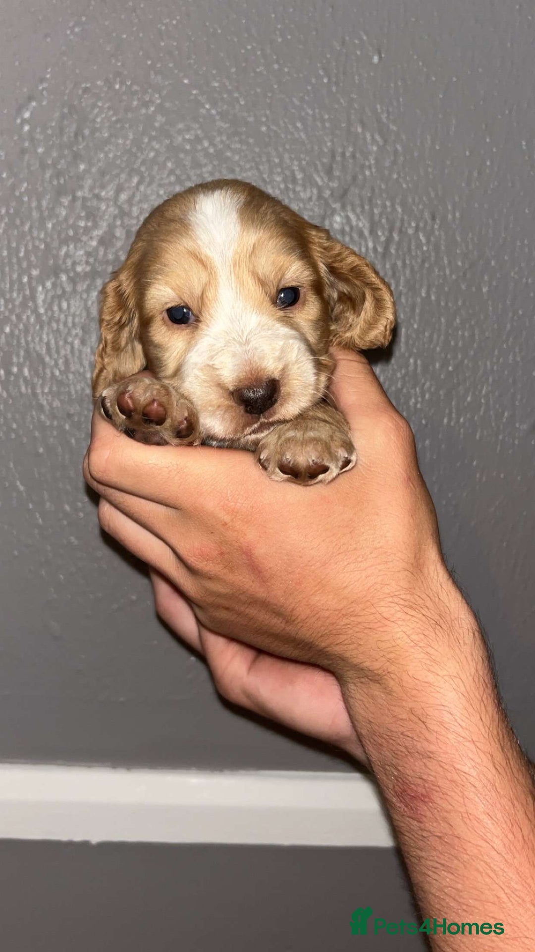 Cocker Spaniel dogs for sale: Working Cocker spaniel  - Image 7