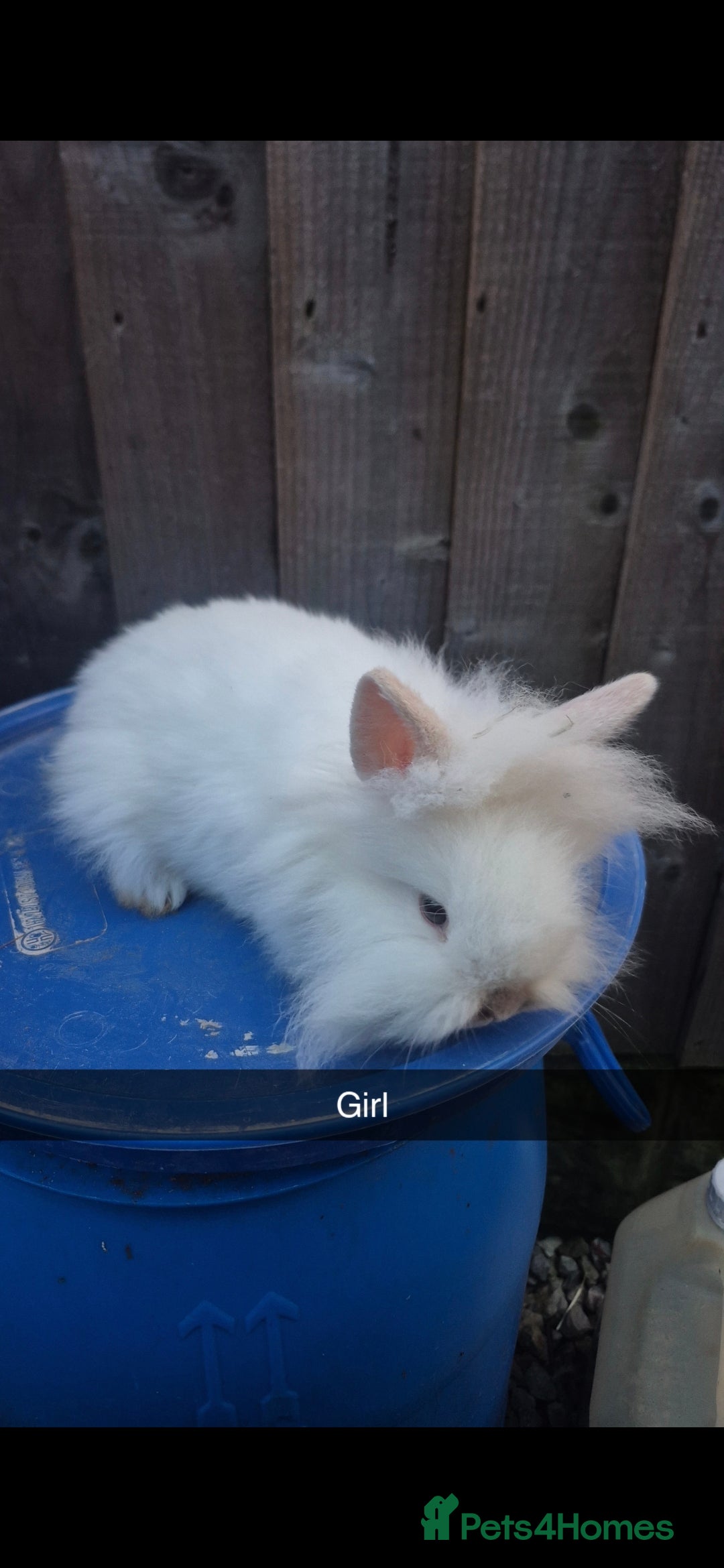 Lionhead rabbits Lionhead Baby Rabbits 8 weeks (Friendly) - Advert 4