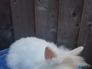Lionhead rabbits Lionhead Baby Rabbits 8 weeks (Friendly) - Advert 5