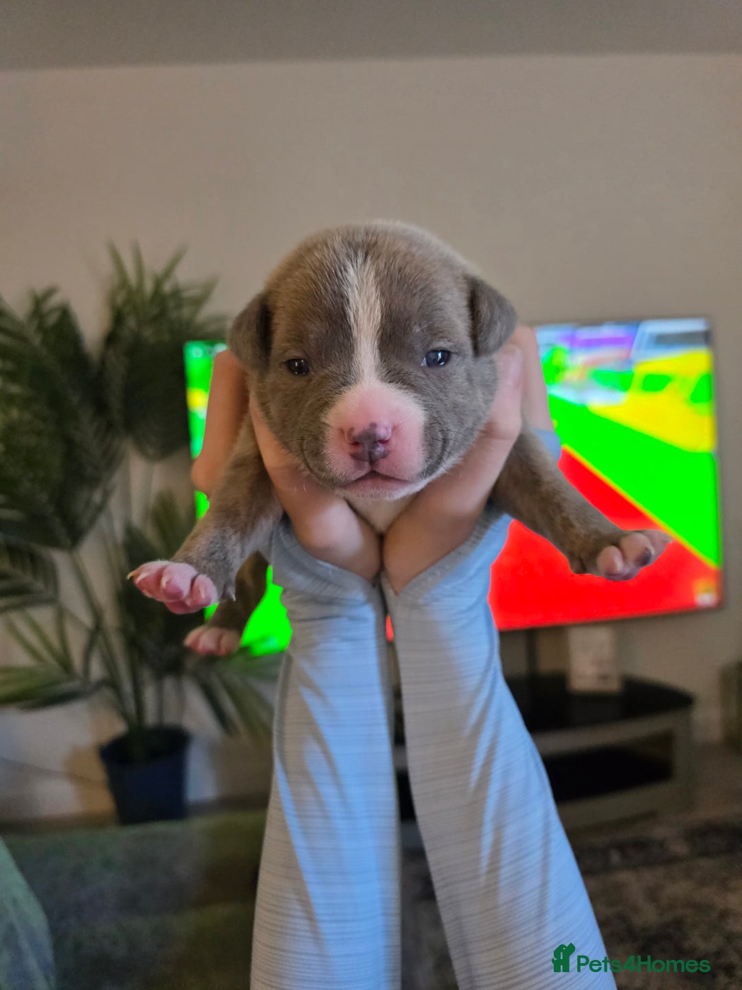 Staffordshire Bull Terrier dogs for sale: BLUE STAFFORDSHIRE BULL TERRIORS - Advert 5