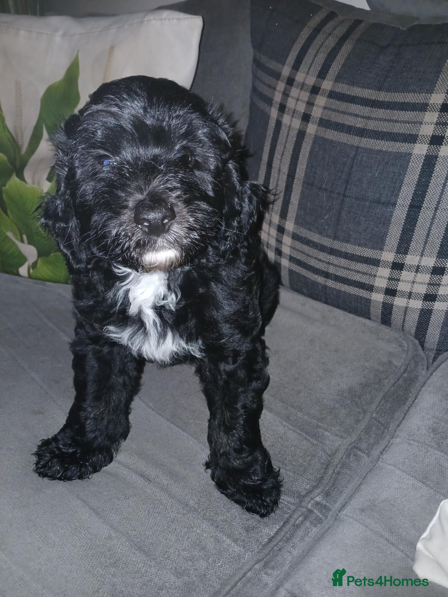 Sheepadoodle dogs F1b mini sheepadoodles  - Advert 1