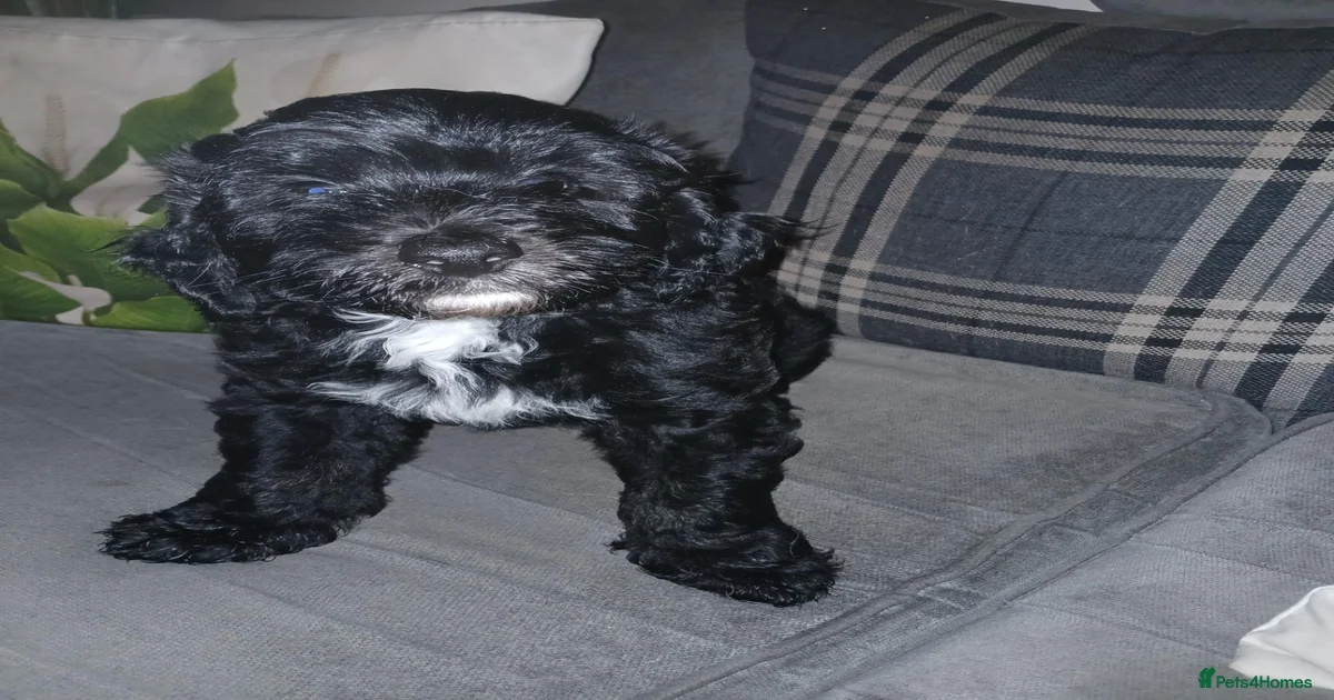 English Sheepadoodle Puppies for sale | Pets4Homes